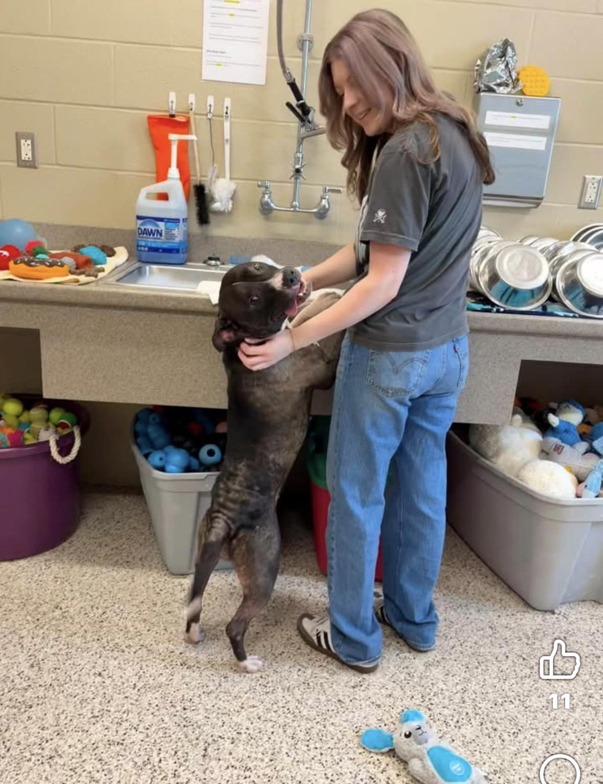 Juniper, a ADOPTABLE mixed breed in Youngstown, OH image 6/6