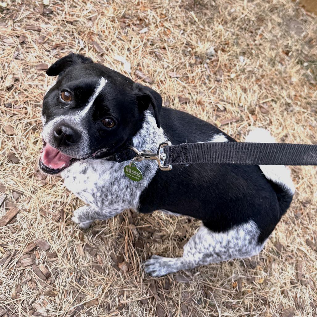 Furby, Adoptable, Adult Male Mixed Breed.
