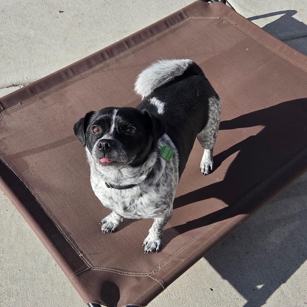 Enlarge Furby, a Adoptable Mixed Breed in Cheyenne, WY image 2/6