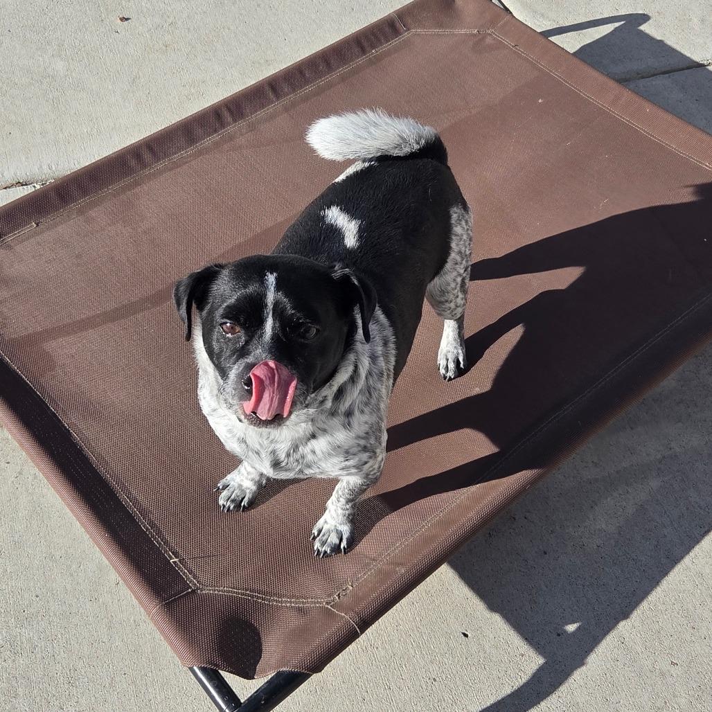 Enlarge Furby, a Adoptable Mixed Breed in Cheyenne, WY image 3/6