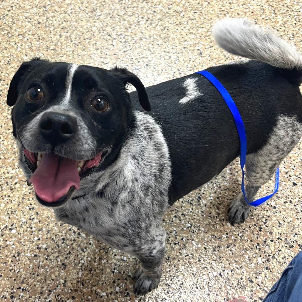 Enlarge Furby, a Adoptable Mixed Breed in Cheyenne, WY image 4/6