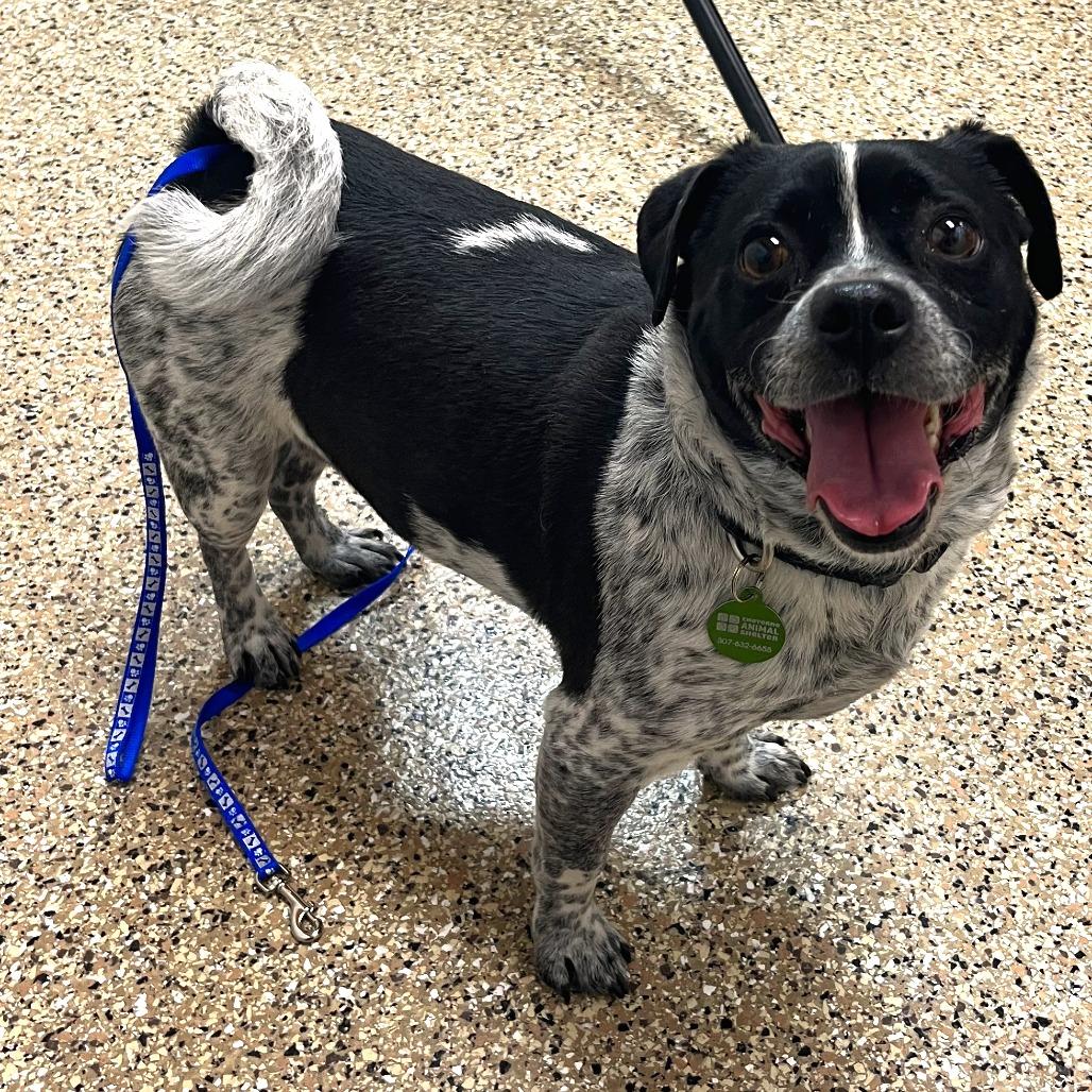 Enlarge Furby, a Adoptable Mixed Breed in Cheyenne, WY image 5/6