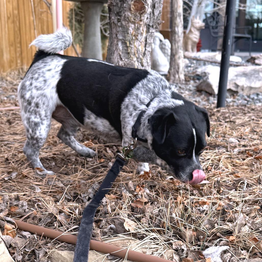 Enlarge Furby, a Adoptable Mixed Breed in Cheyenne, WY image 6/6
