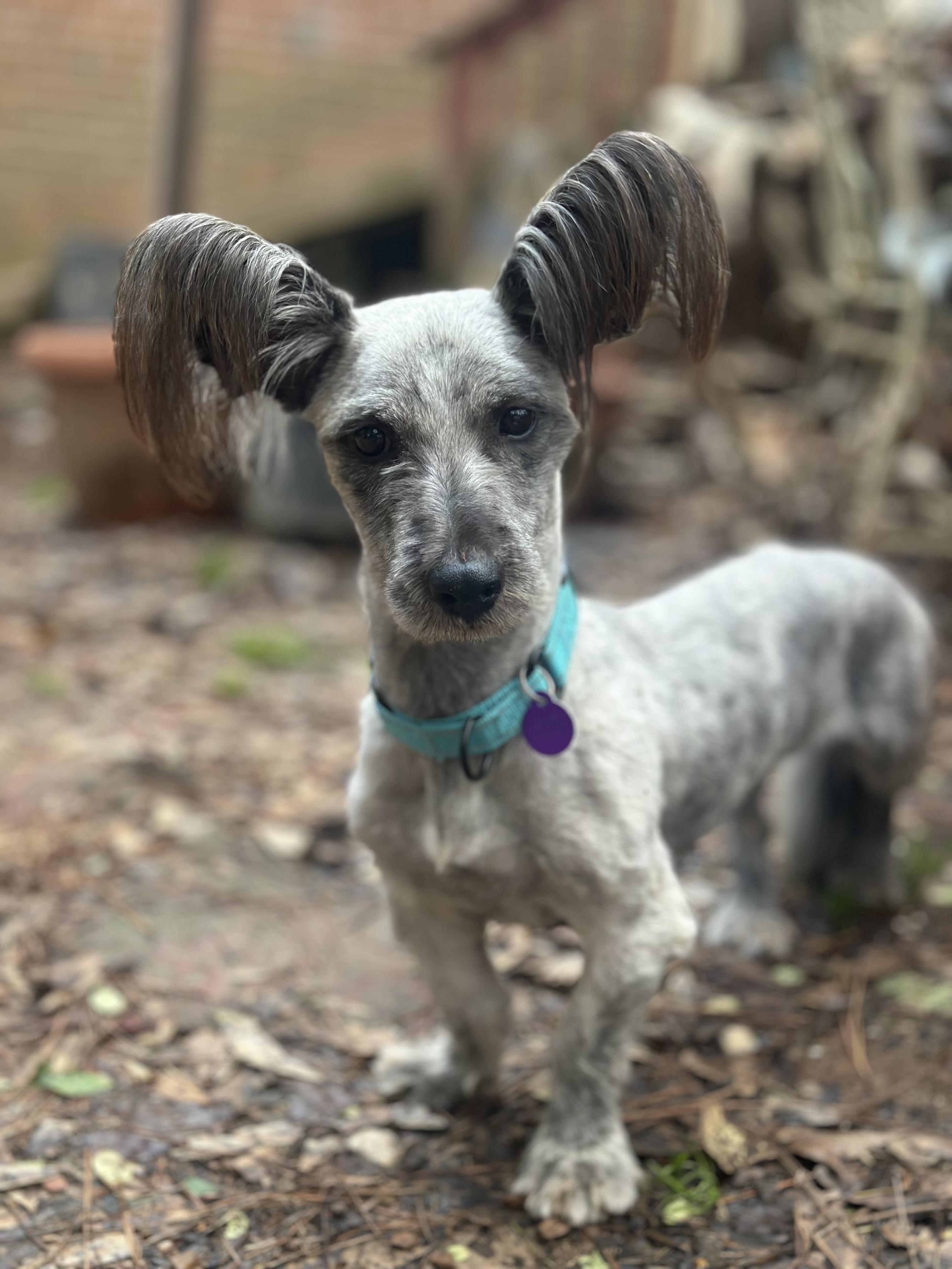 Finbar, ADOPTABLE, Young Male Skye Terrier.