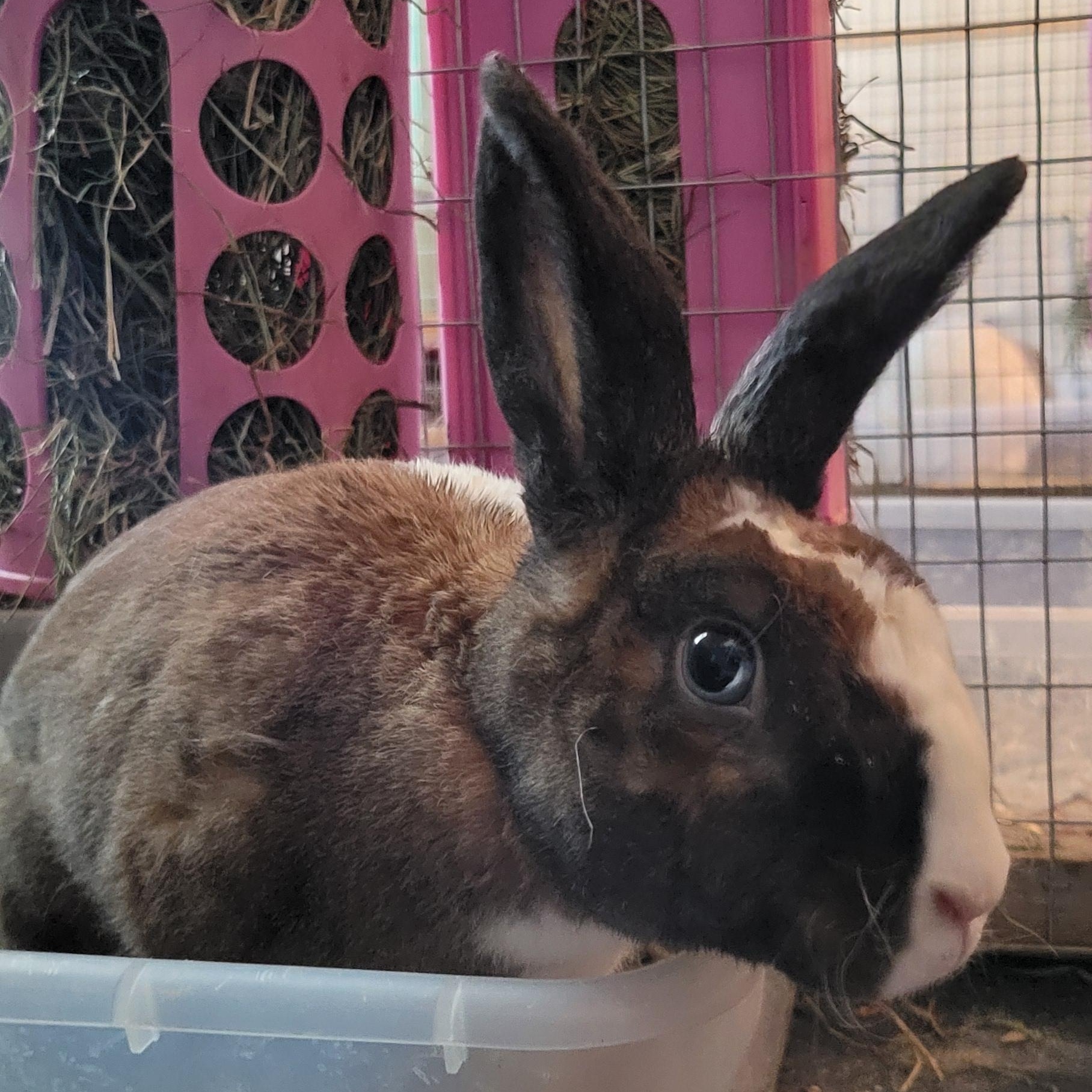 Enlarge Hershey Kisses (m) and Lottie D (f), a Adoptable Rex in Seminary, MS image 1/5