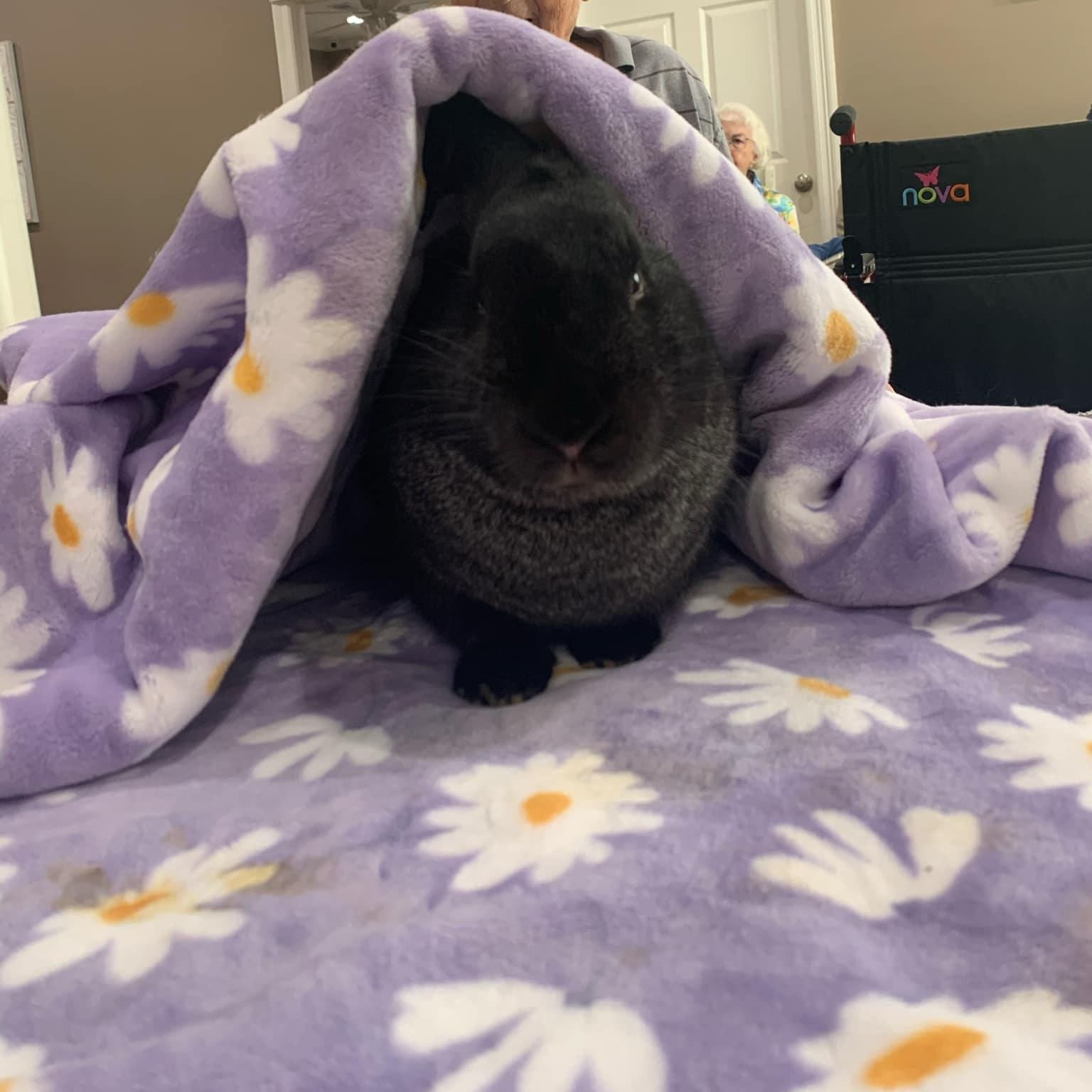 Enlarge Hershey Kisses (m) and Lottie D (f), a Adoptable Rex in Seminary, MS image 2/5
