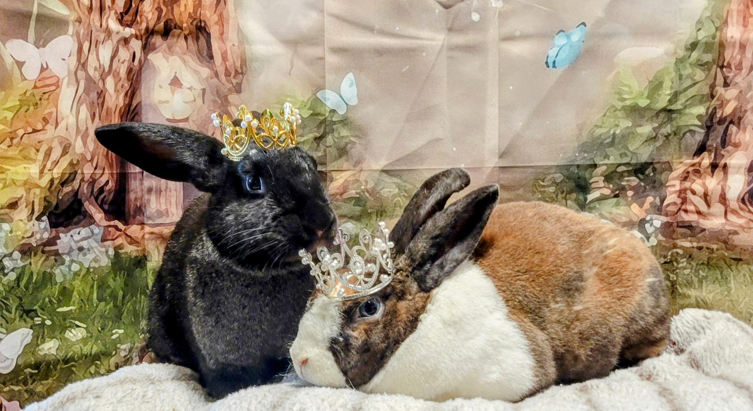 Enlarge Hershey Kisses (m) and Lottie D (f), a Adoptable Rex in Seminary, MS image 3/5