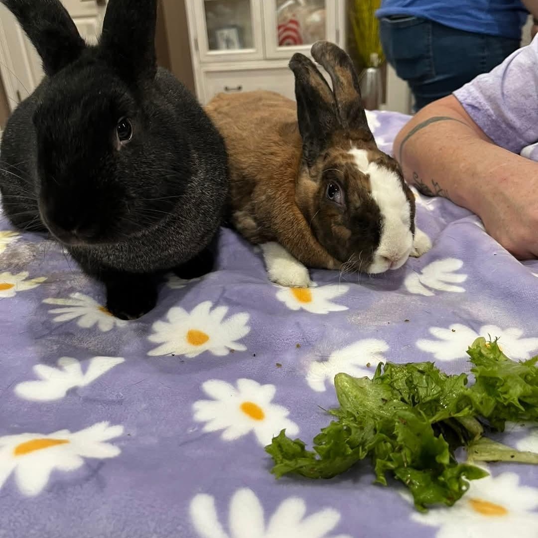 Enlarge Hershey Kisses (m) and Lottie D (f), a Adoptable Rex in Seminary, MS image 4/5