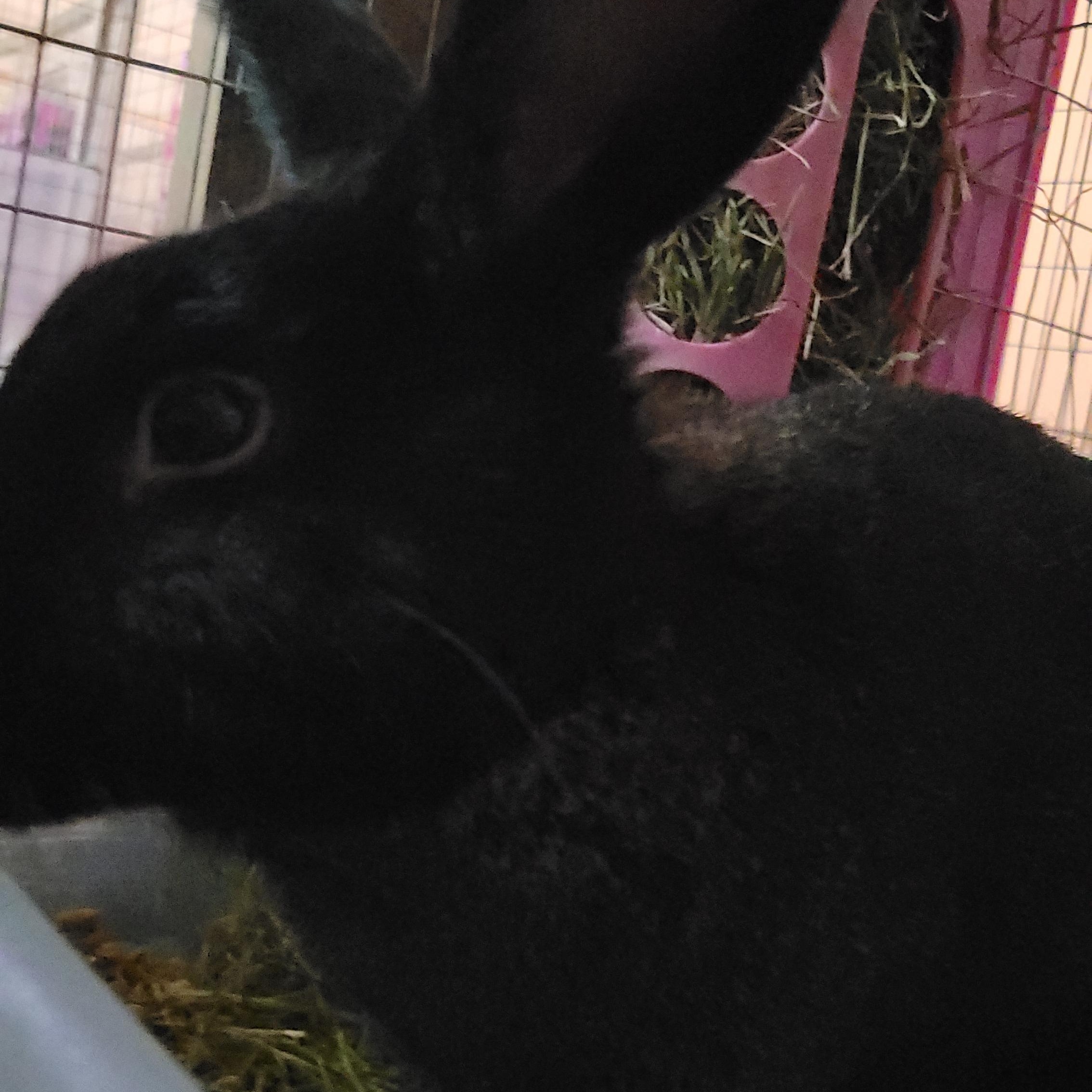 Enlarge Hershey Kisses (m) and Lottie D (f), a Adoptable Rex in Seminary, MS image 5/5