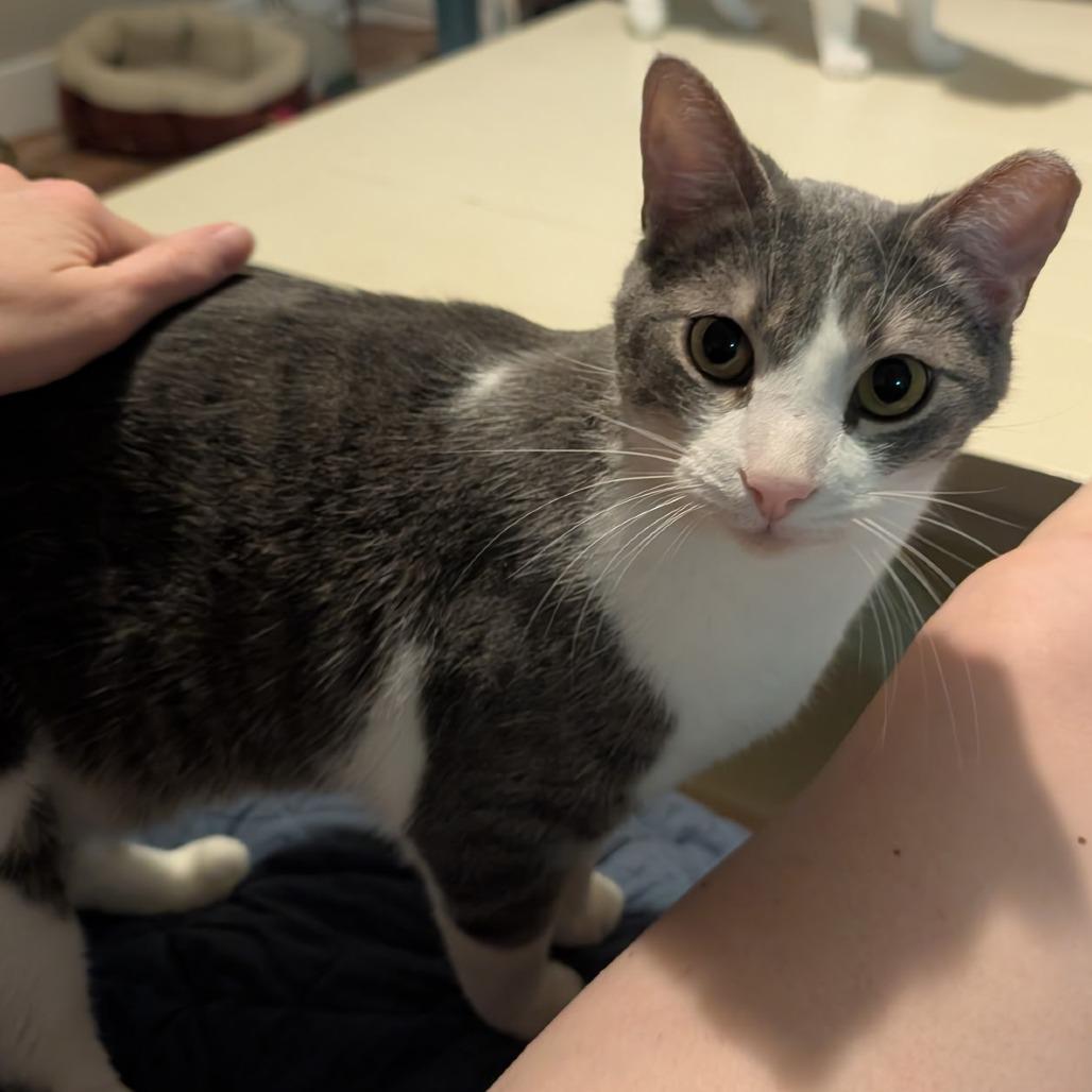 Enlarge Fievel, a Adoptable Domestic Short Hair in Layton, UT image 1/3