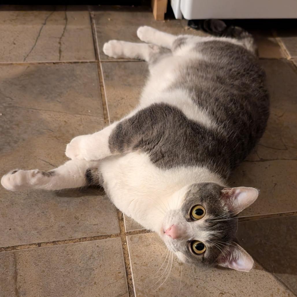 Fievel, a Adoptable Domestic Short Hair in Layton, UT image 2/3