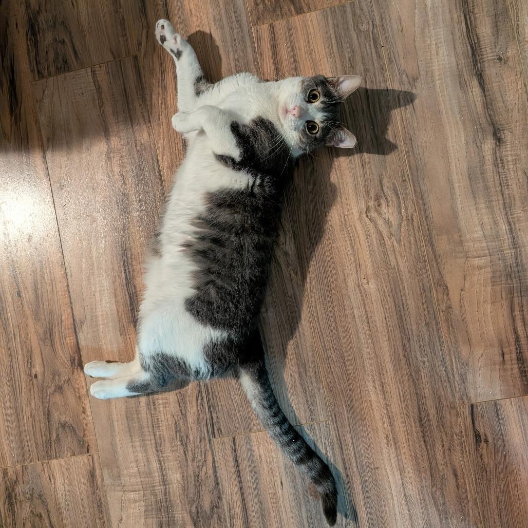 Fievel, a Adoptable Domestic Short Hair in Layton, UT image 3/3