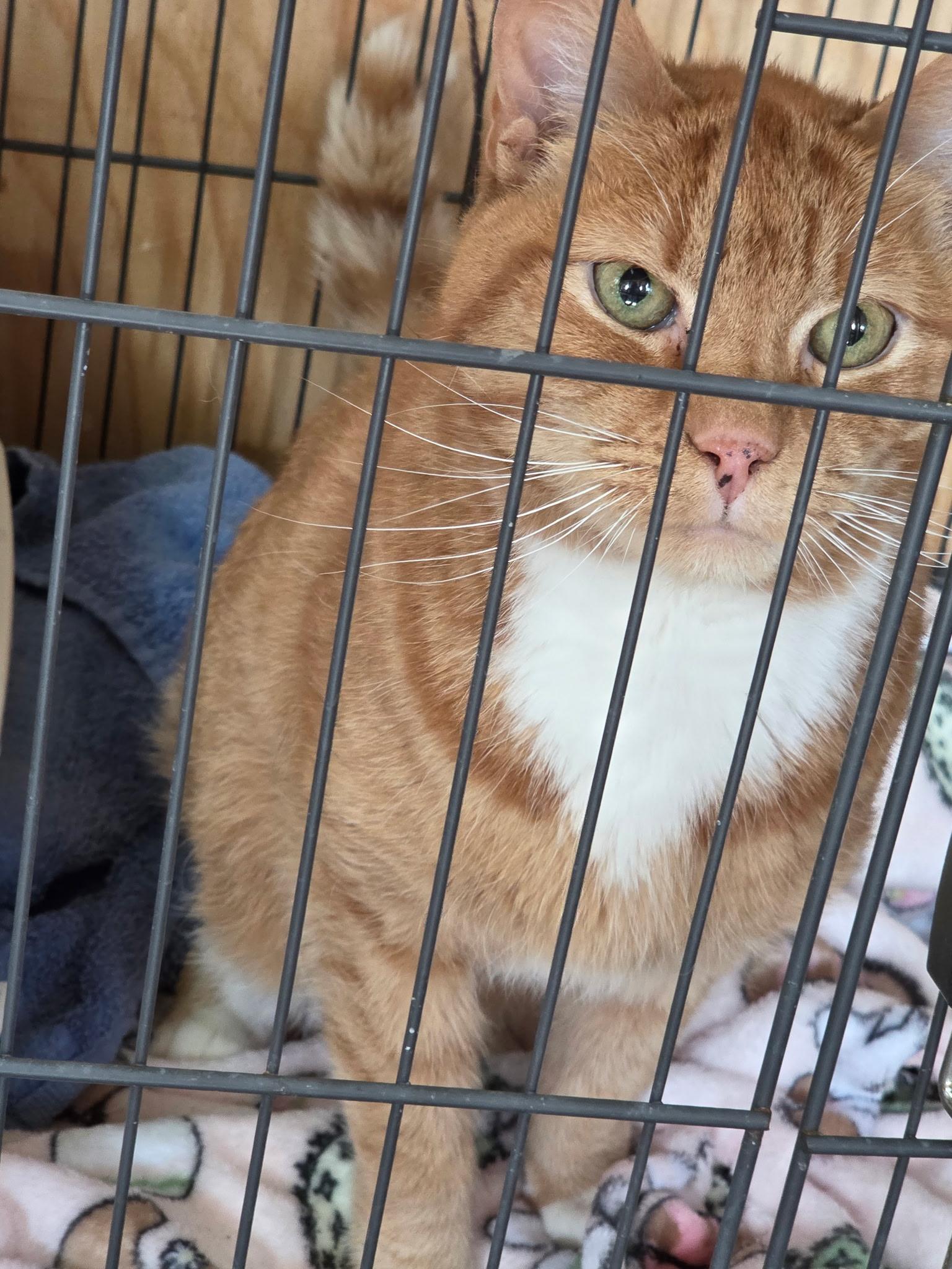 Enlarge Boyd, a ADOPTABLE Domestic Short Hair in Stafford, VA image 1/2