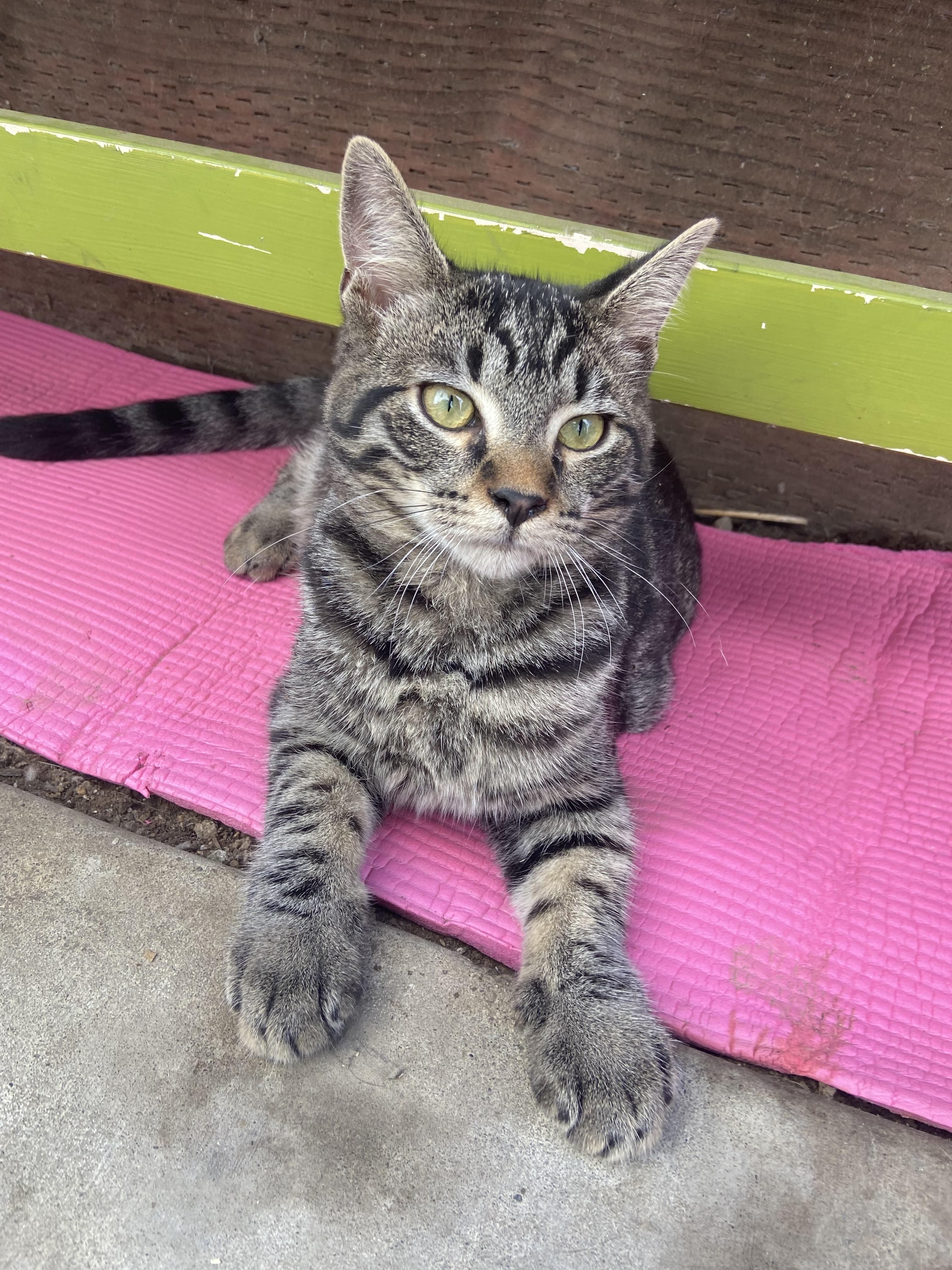 Dash, Adoptable, Kitten Male Domestic Medium Hair.