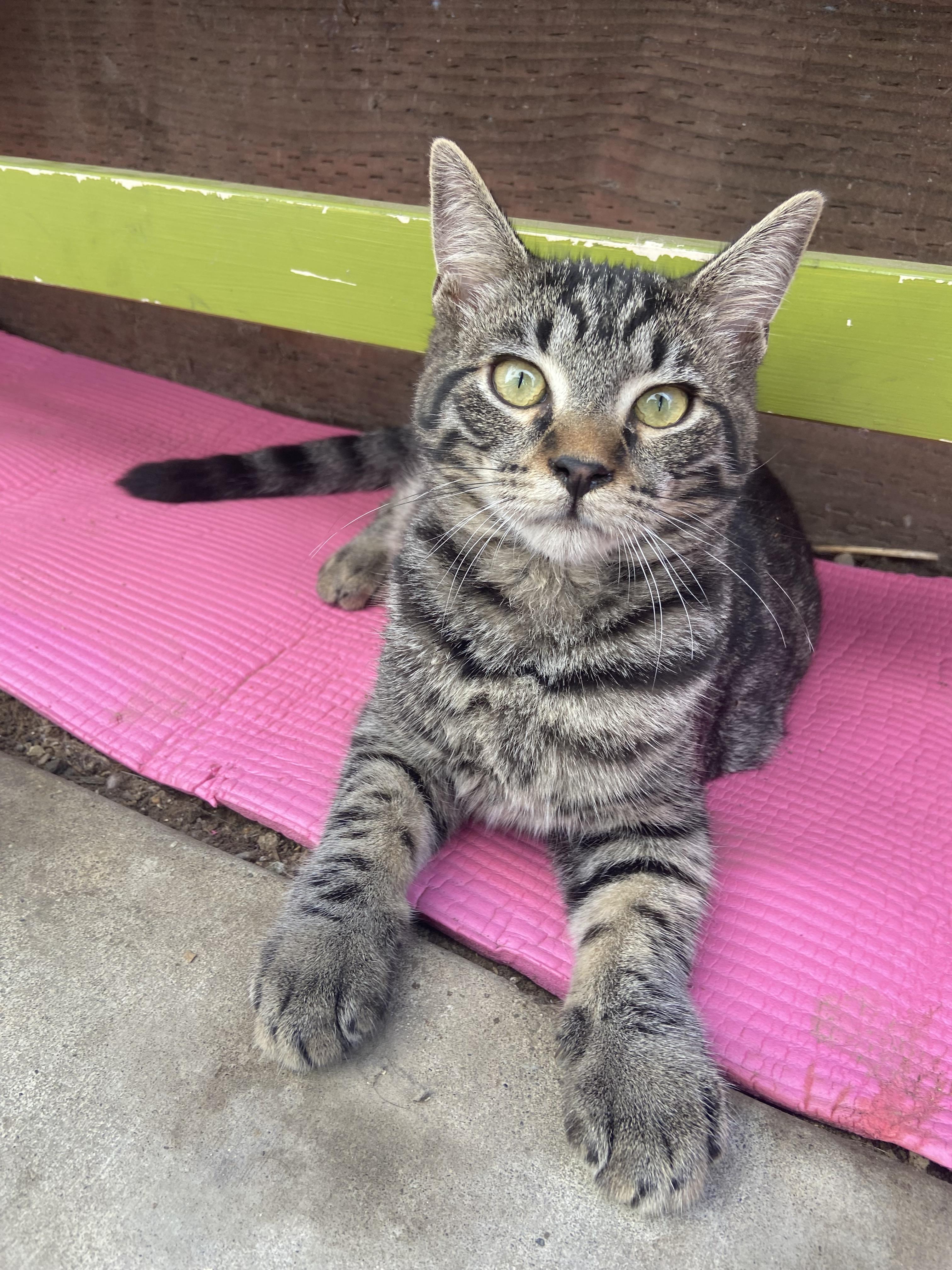 Dash, a Adoptable Domestic Medium Hair in Salinas, CA image 2/2