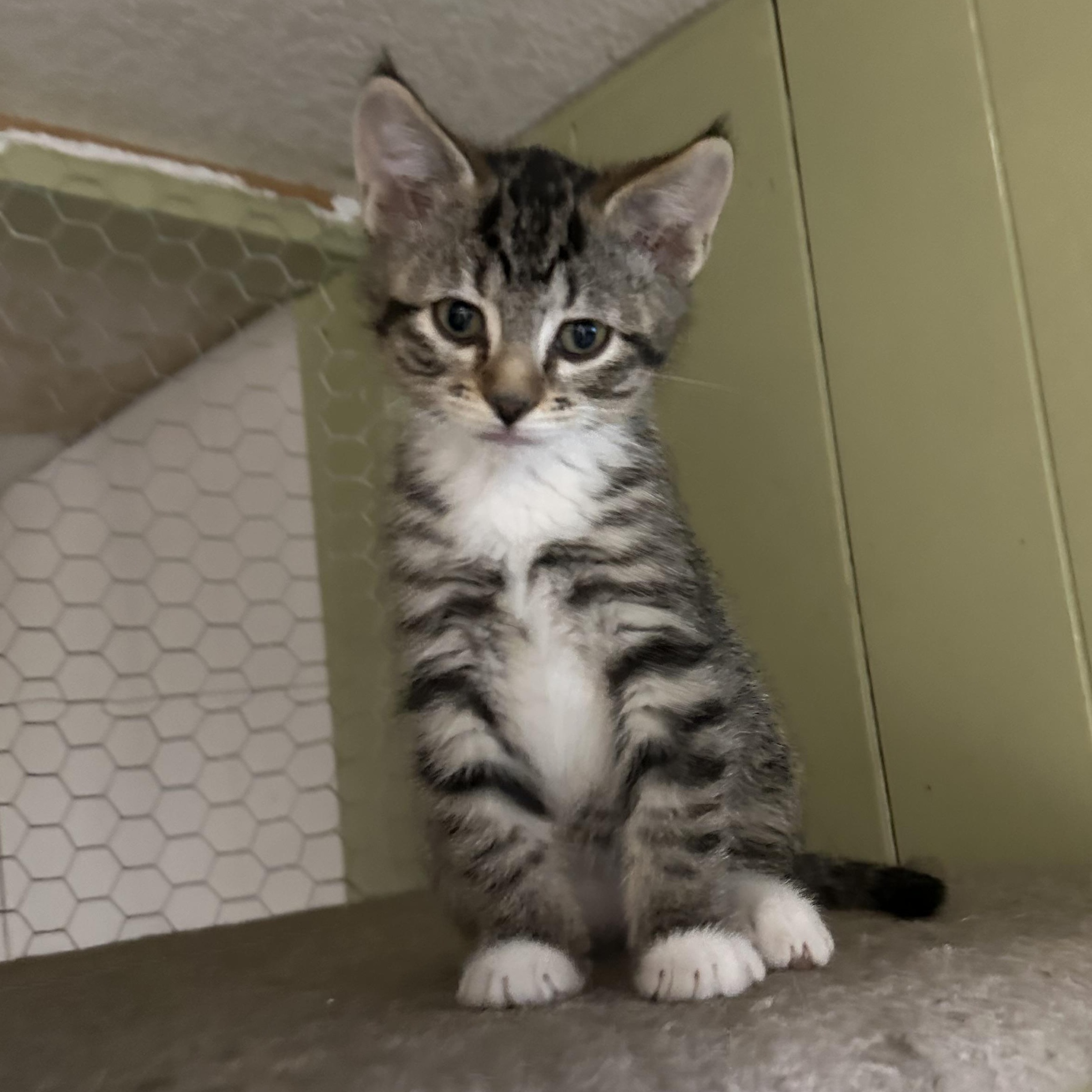 Epona, Adopted, Kitten Female Domestic Short Hair.