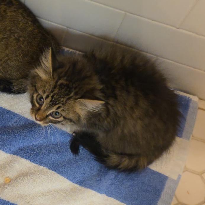 Harriet A25-247, Adoptable, Kitten Female Domestic Long Hair.