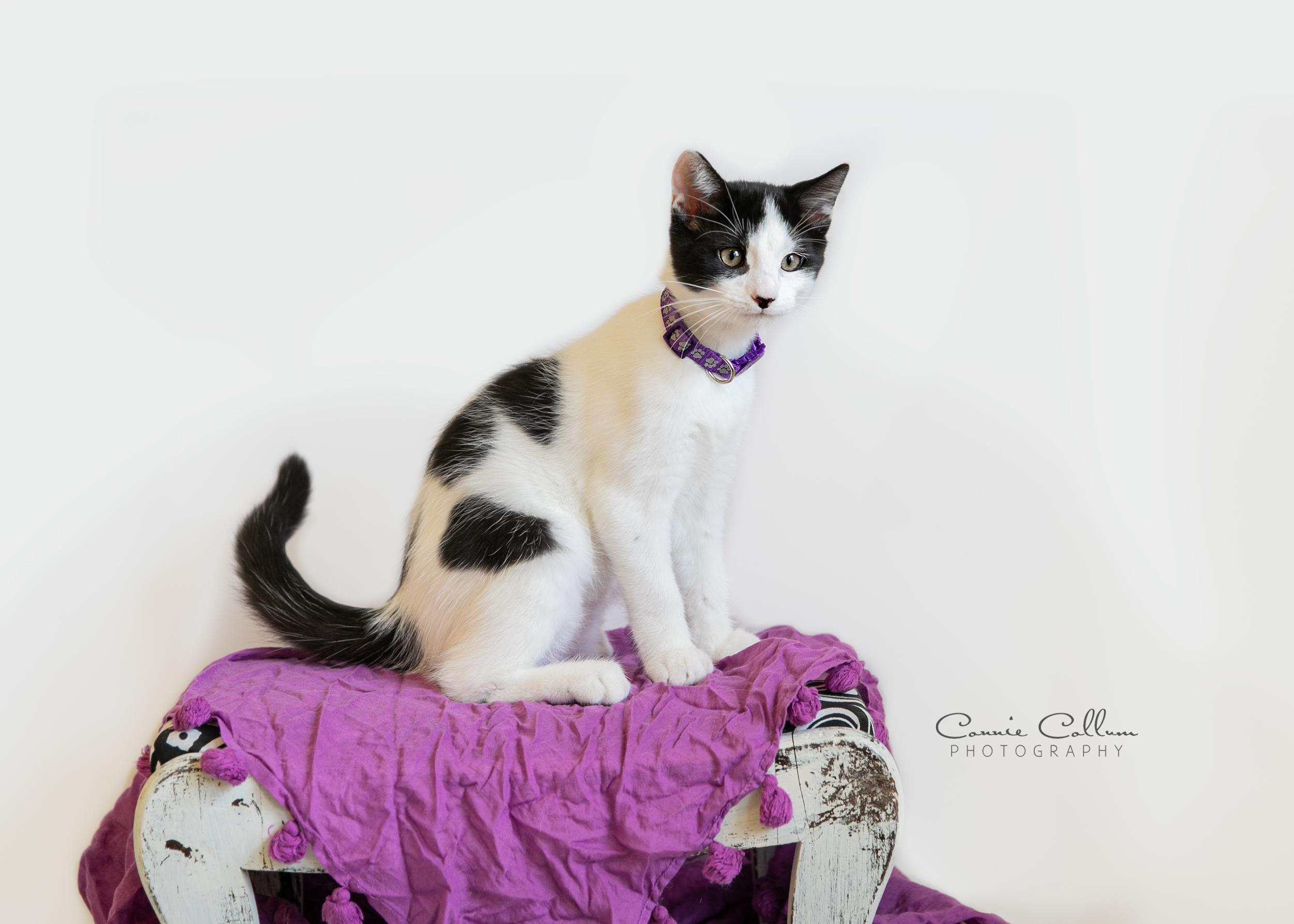 Enlarge Fluffy, a Adoptable mixed breed in Homewood, AL image 2/4