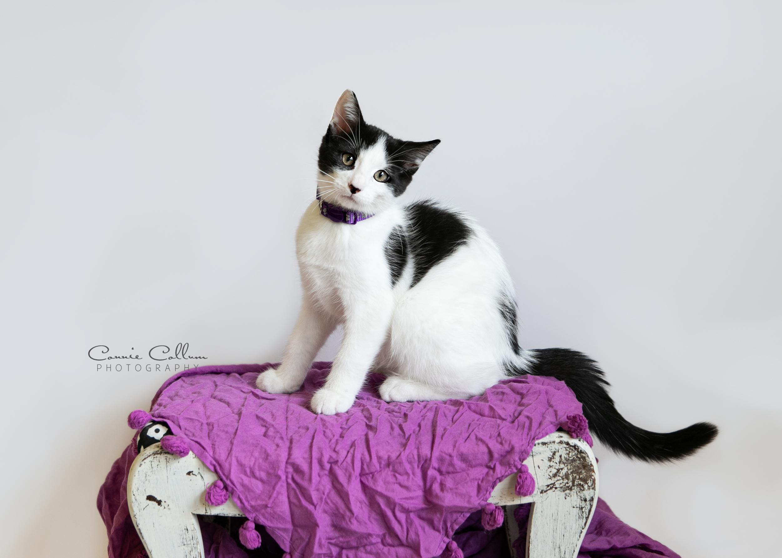 Enlarge Fluffy, a Adoptable mixed breed in Homewood, AL image 4/4