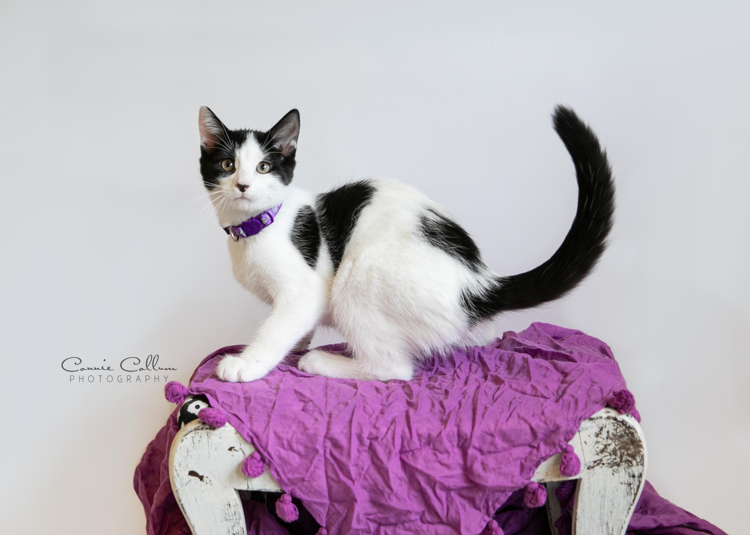 Enlarge Fluffy, a Adoptable mixed breed in Homewood, AL image 3/4