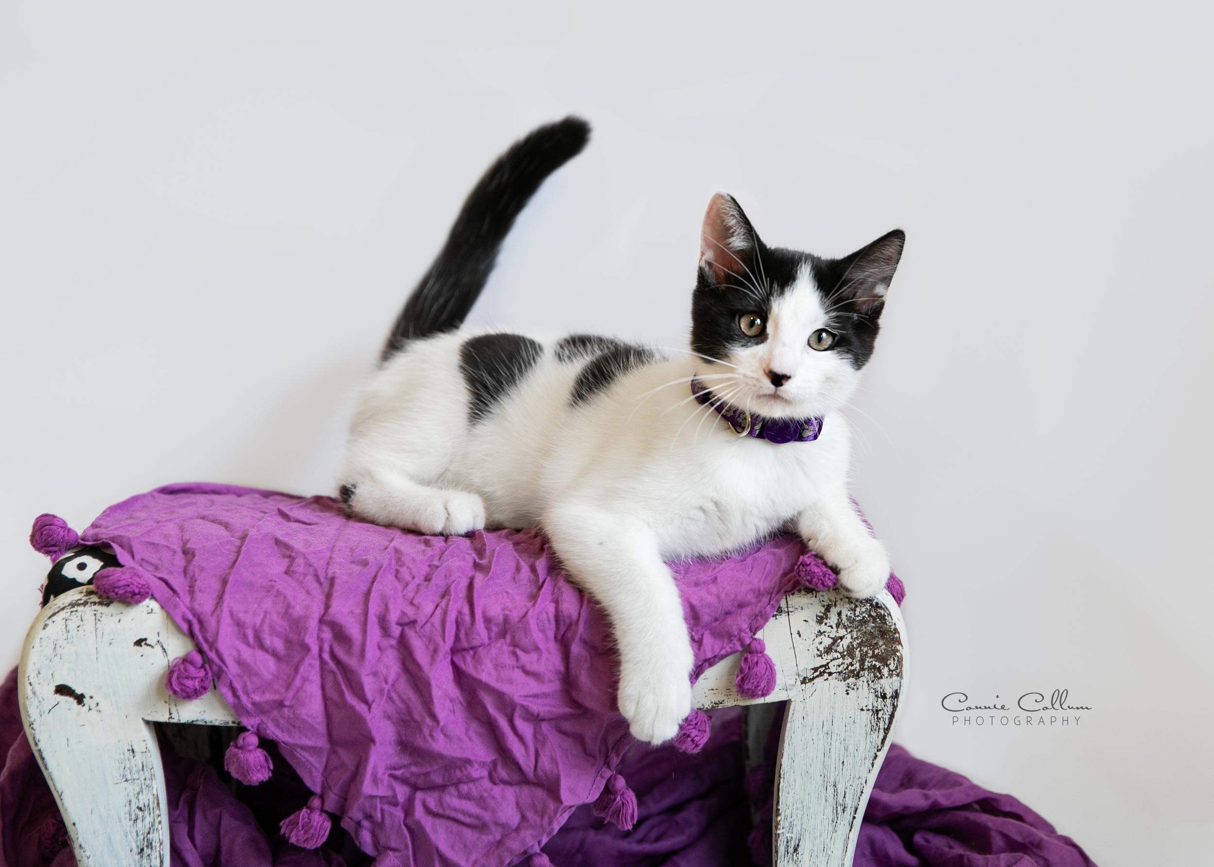Fluffy, Adoptable, Young Female Domestic Short Hair.