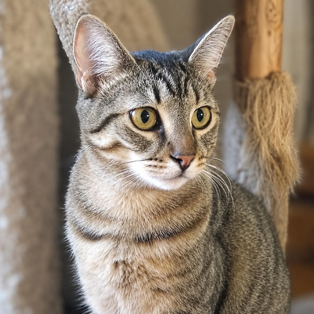 Cacia, a Adoptable Domestic Short Hair in Miami, FL image 3/3