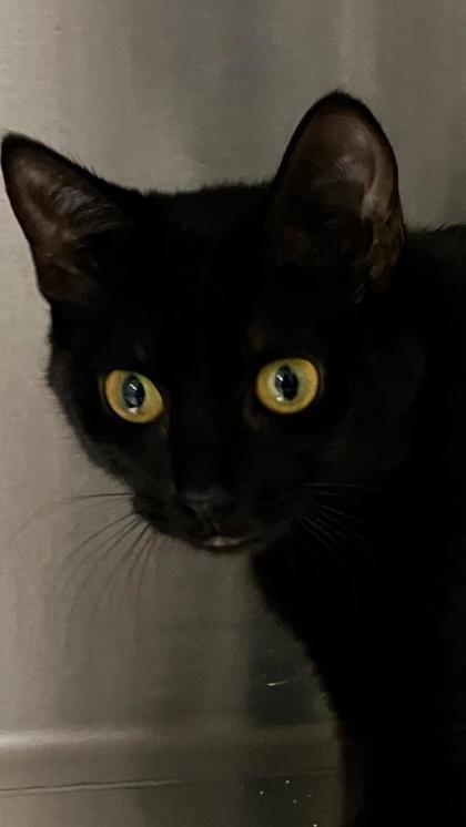 Betty, a Adoptable mixed breed in Venice, FL image 1/2