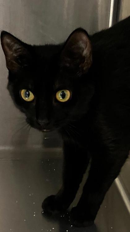 Betty, a Adoptable mixed breed in Venice, FL image 2/2