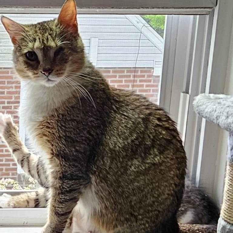 Natalya, Young Female Tabby