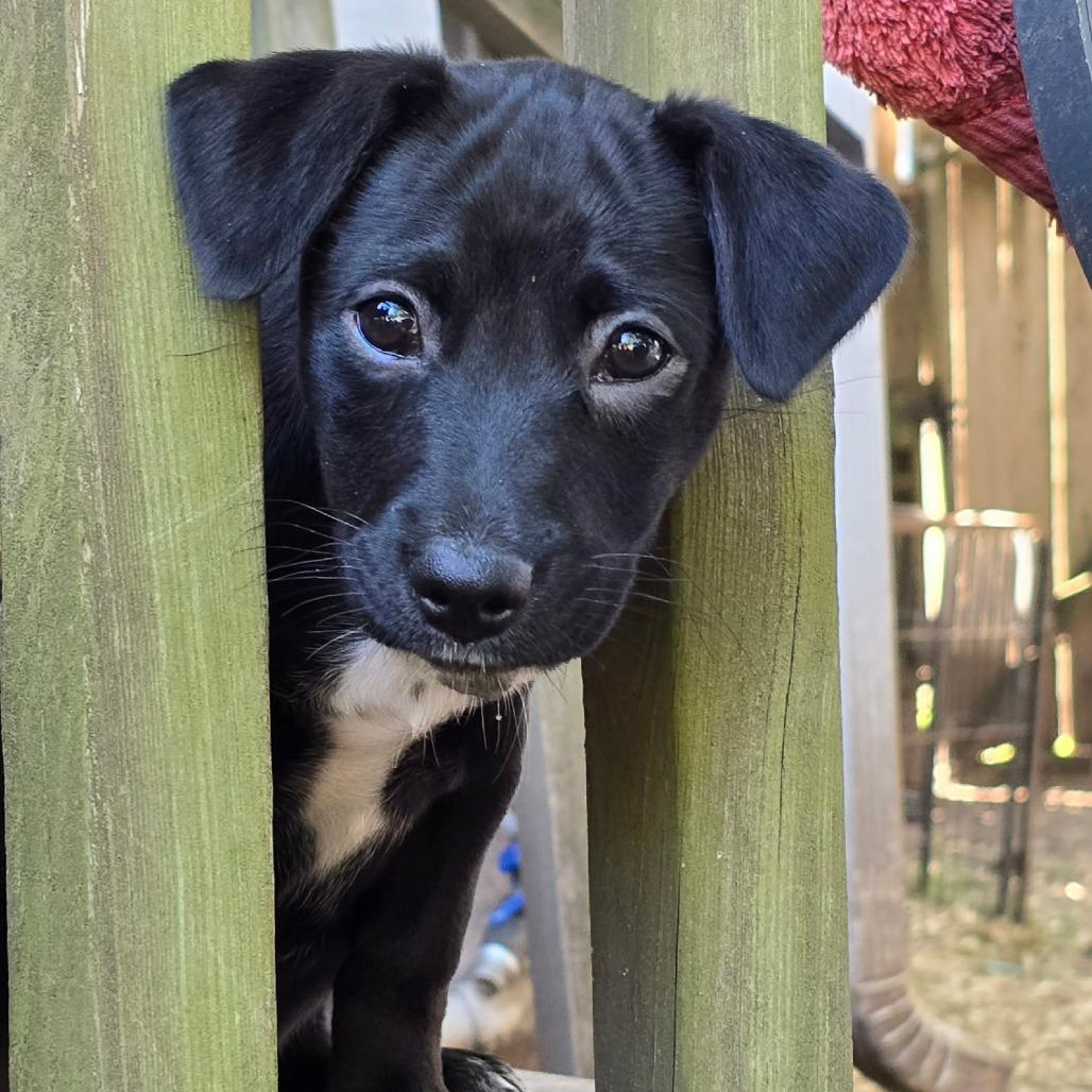 Ally Sheedy, Adoptable, Puppy Female Cattle Dog & Mixed Breed.