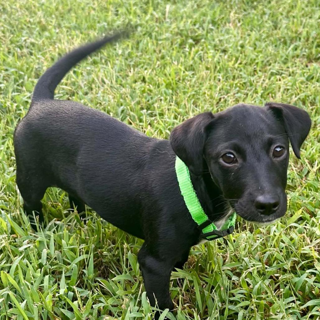 Ally Sheedy, a Adoptable mixed breed in Olathe, KS image 2/6