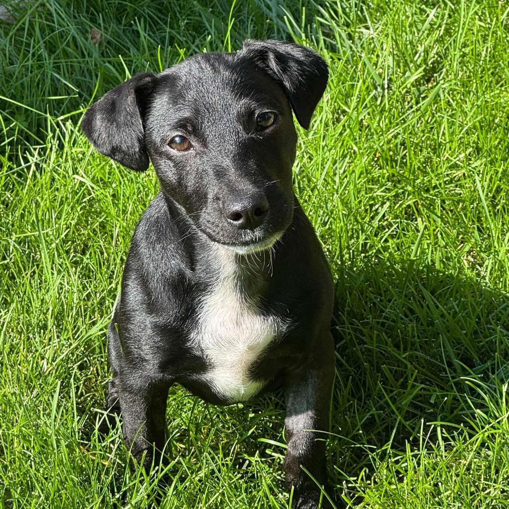 Ally Sheedy, a Adoptable mixed breed in Olathe, KS image 4/6