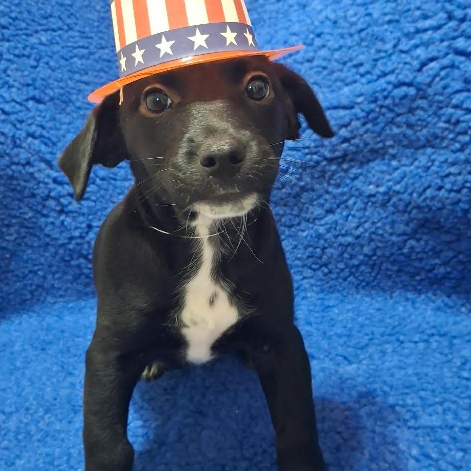 Ally Sheedy, a Adoptable mixed breed in Olathe, KS image 5/6