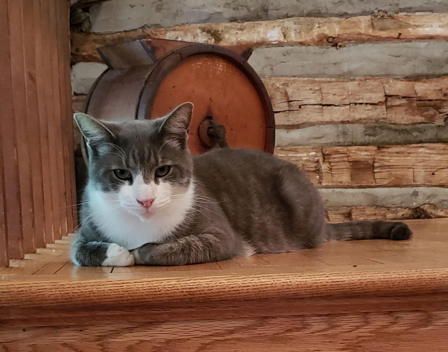 Seth, Adoptable, Young Male Domestic Short Hair & Tabby.