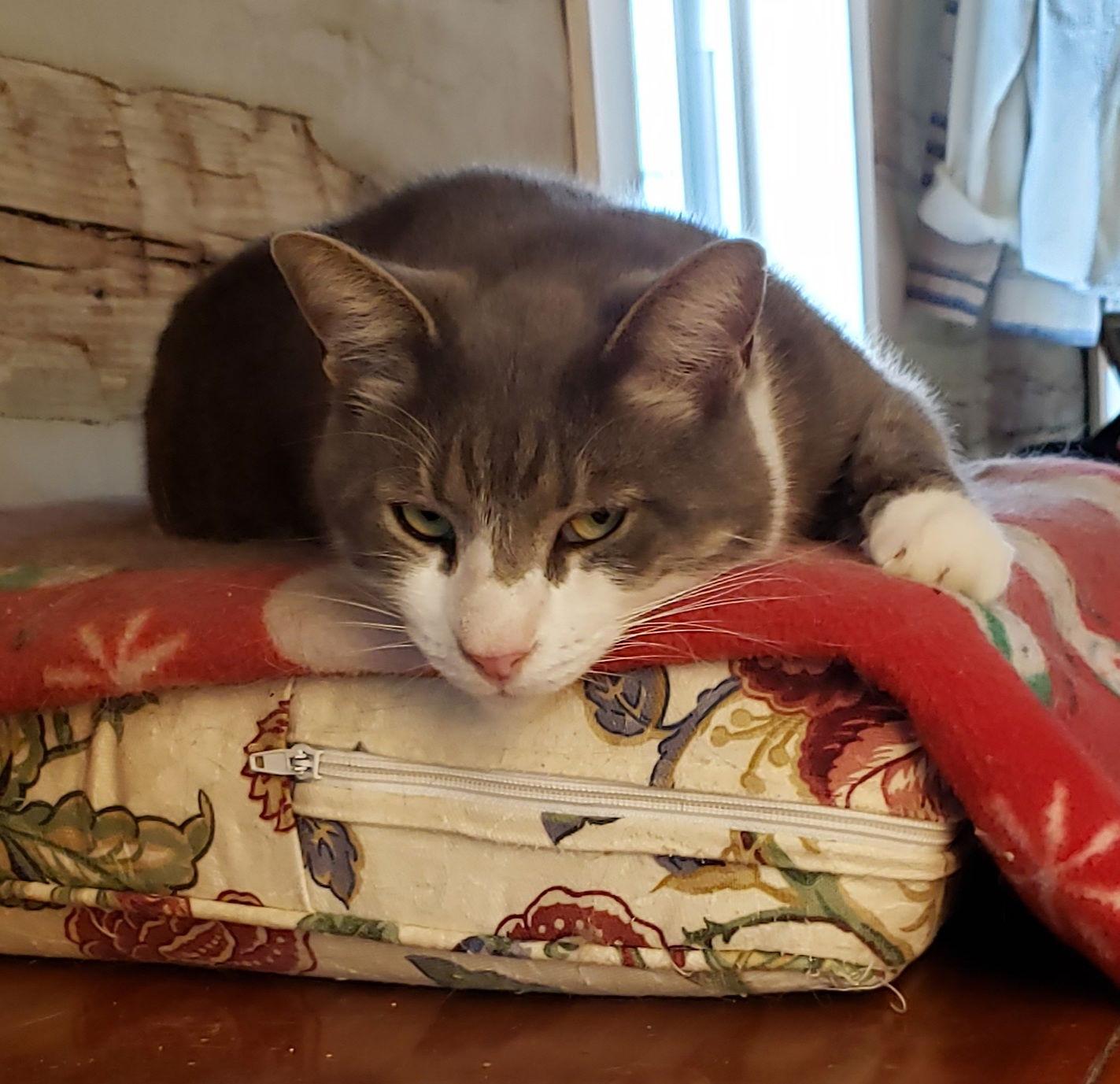 Seth, a Adoptable mixed breed in Westminster, MD image 2/4