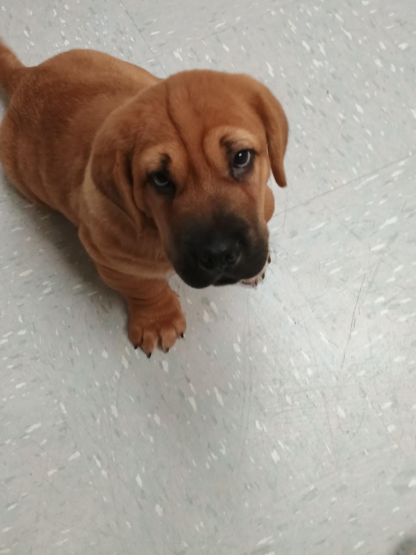 Walrus, adopted, Puppy Male Shar-Pei & Basset Hound.