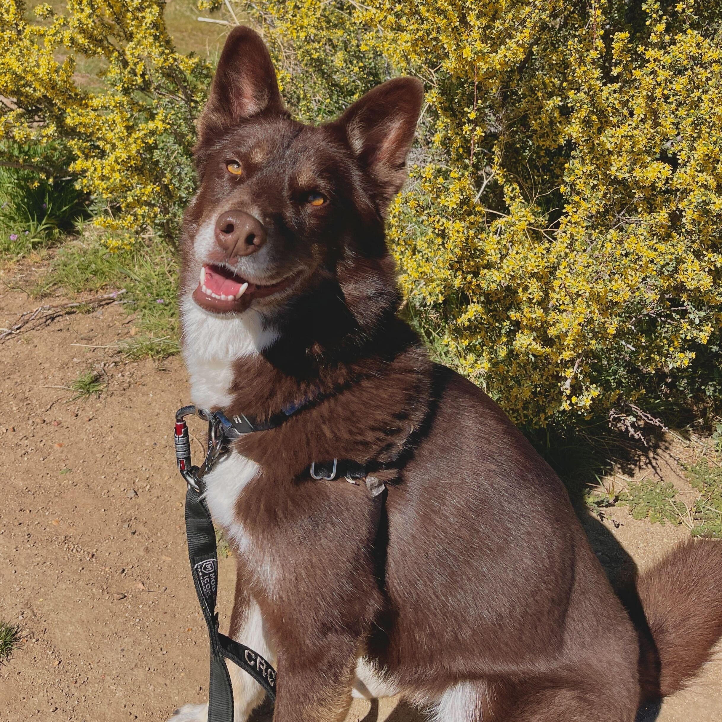 Indie, adopted, Young Female Finnish Lapphund.
