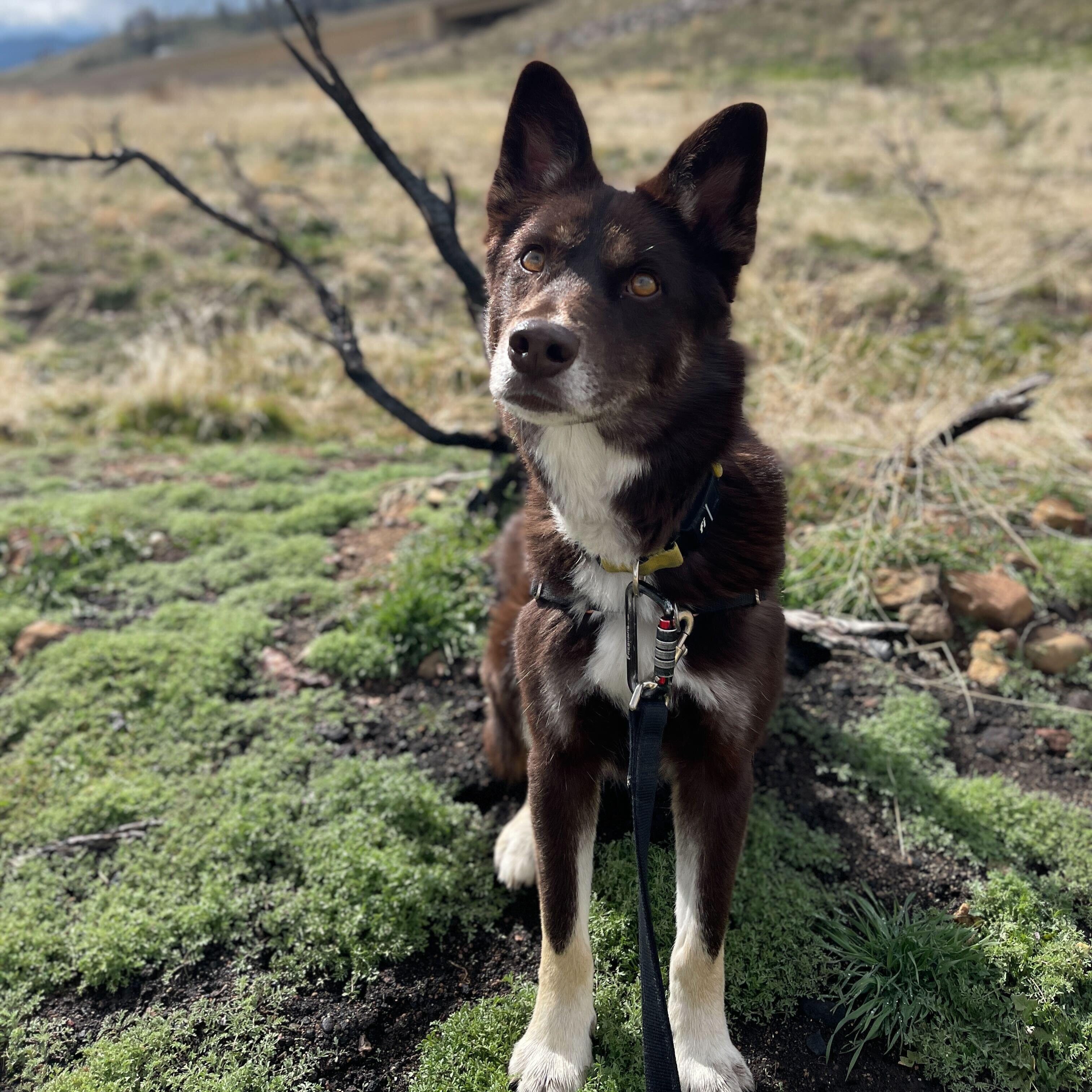Enlarge Indie, an adopted mixed breed in Washoe Valley, NV image 2/2