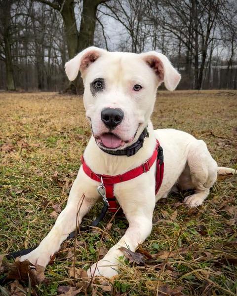 Leroy, ADOPTABLE, Young Male Pit Bull Terrier.