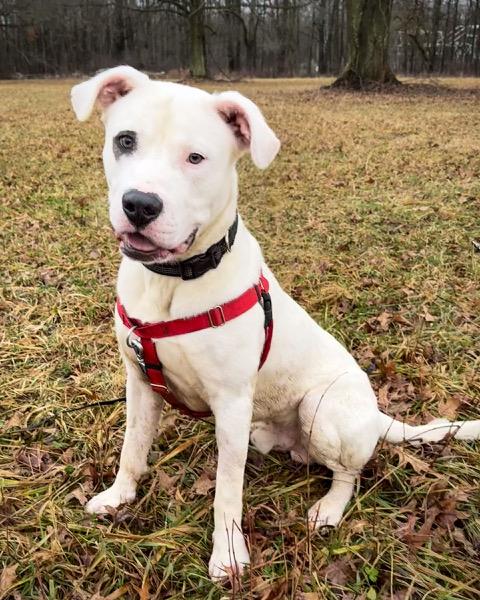 Leroy, a ADOPTABLE mixed breed in Ashland, OH image 2/3