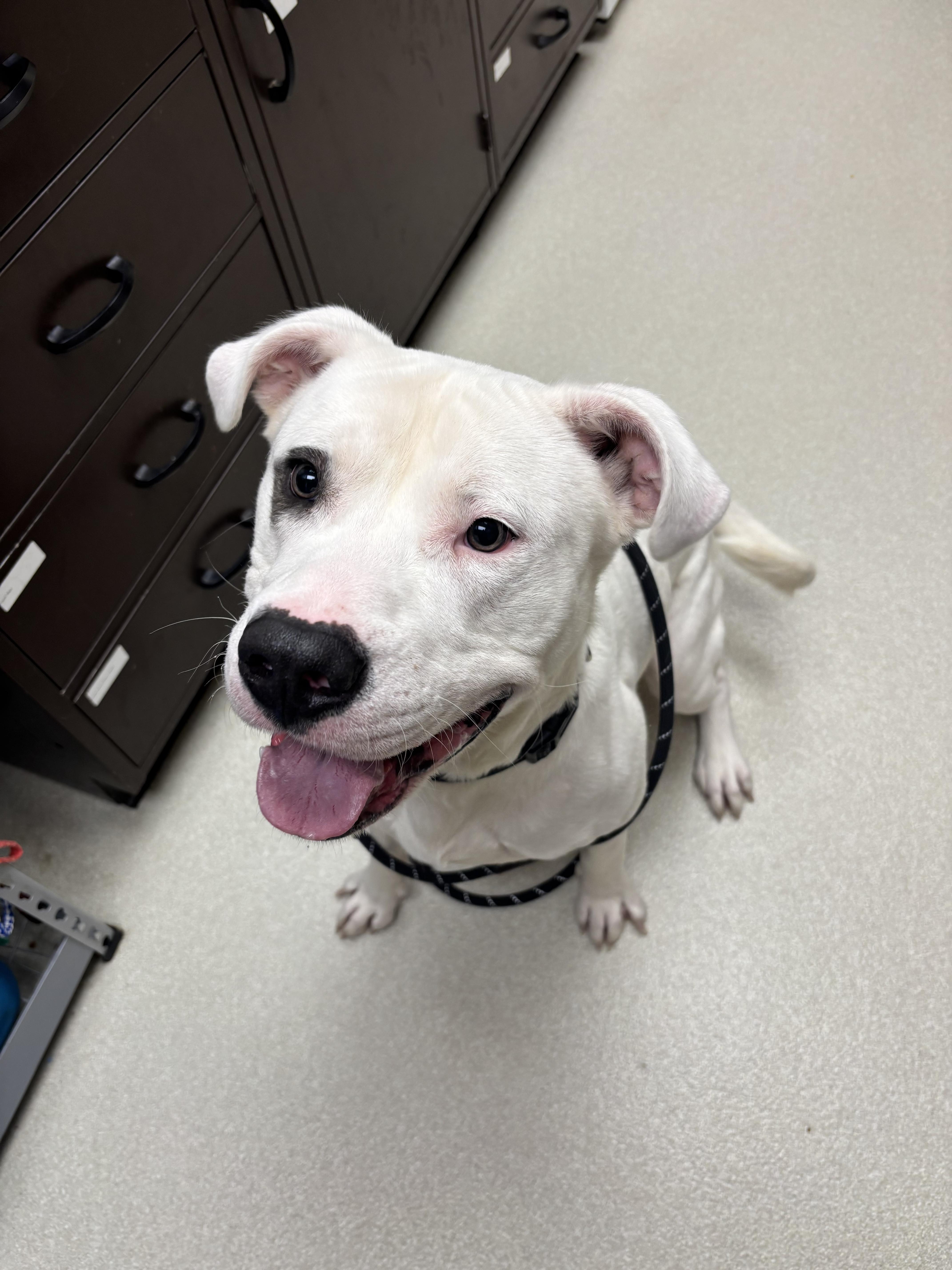 Leroy, a ADOPTABLE mixed breed in Ashland, OH image 3/3