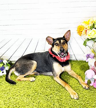 MIKA, Adoptable, Adult Female Labrador Retriever.