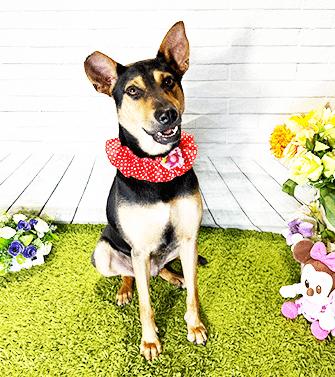 Enlarge MIKA, a Adoptable mixed breed in Castro Valley, CA image 2/3