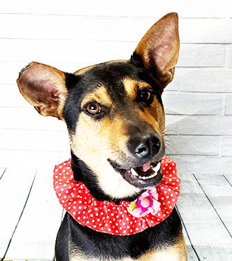 Enlarge MIKA, a Adoptable mixed breed in Castro Valley, CA image 3/3