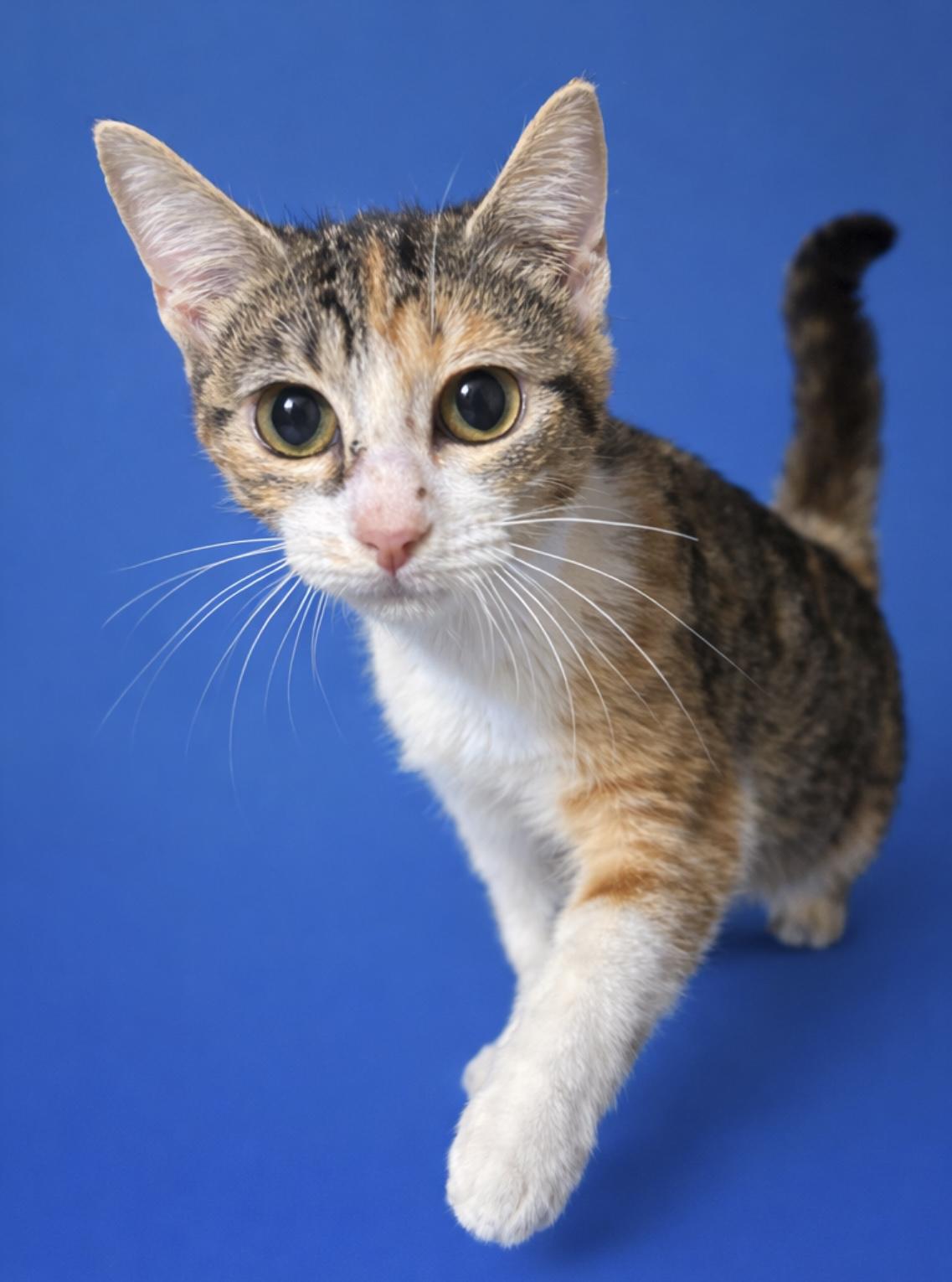 Anna, ADOPTABLE, Kitten Female Domestic Short Hair.