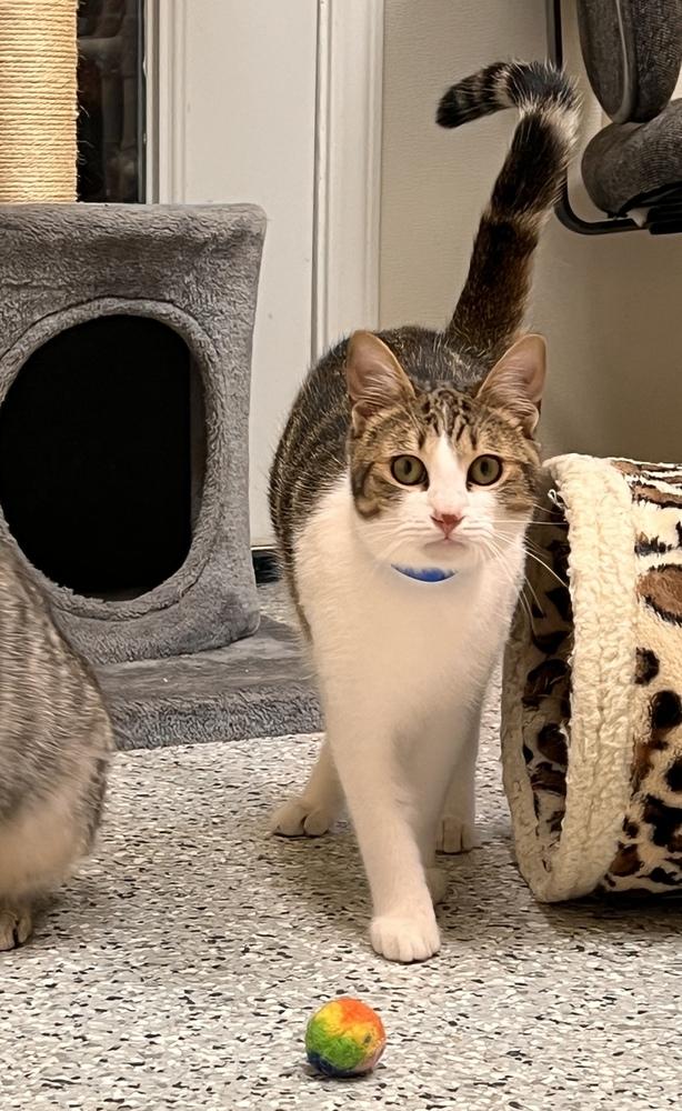 Enlarge Devito, a Adoptable Domestic Short Hair in Fort Walton Beach, FL image 1/1