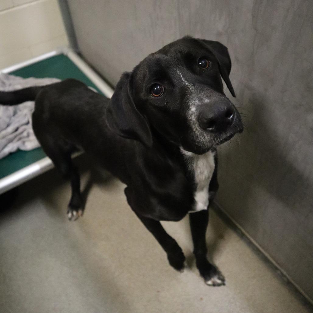 Enlarge Jade, a Adoptable Mixed Breed in Waukesha, WI image 1/1