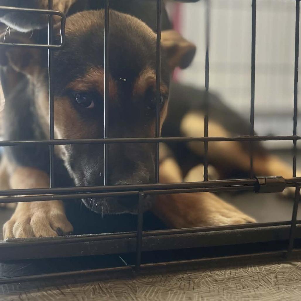 Wilma, Adoptable, Puppy Female German Shepherd Dog.