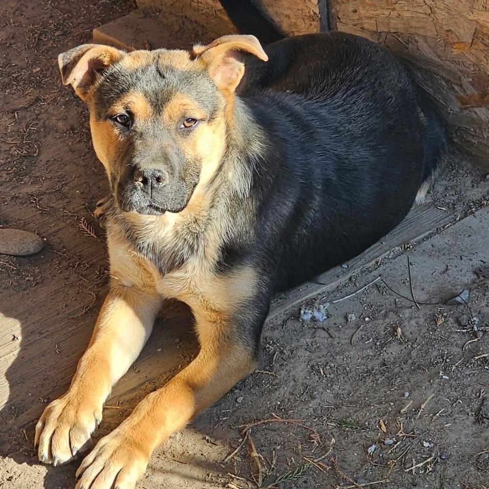 Enlarge Wilma, a Adoptable German Shepherd Dog in West Richland, WA image 2/6