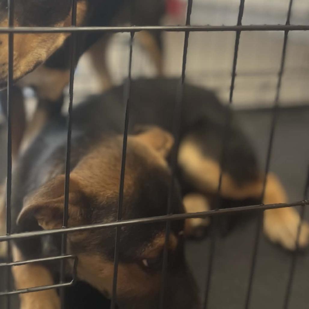 Enlarge Wilma, a Adoptable German Shepherd Dog in West Richland, WA image 3/6